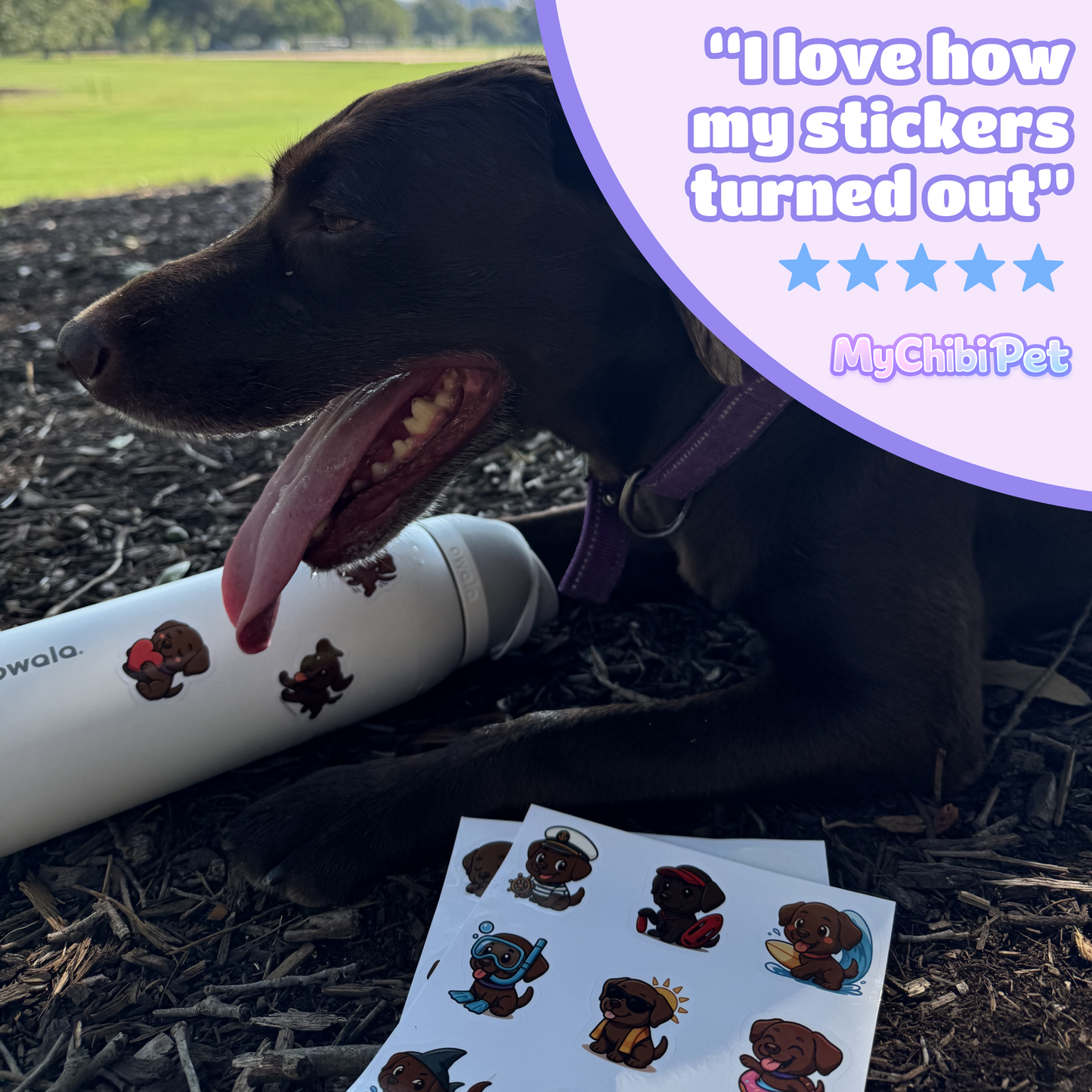 Monthly Pet Stickers - From Your Photo